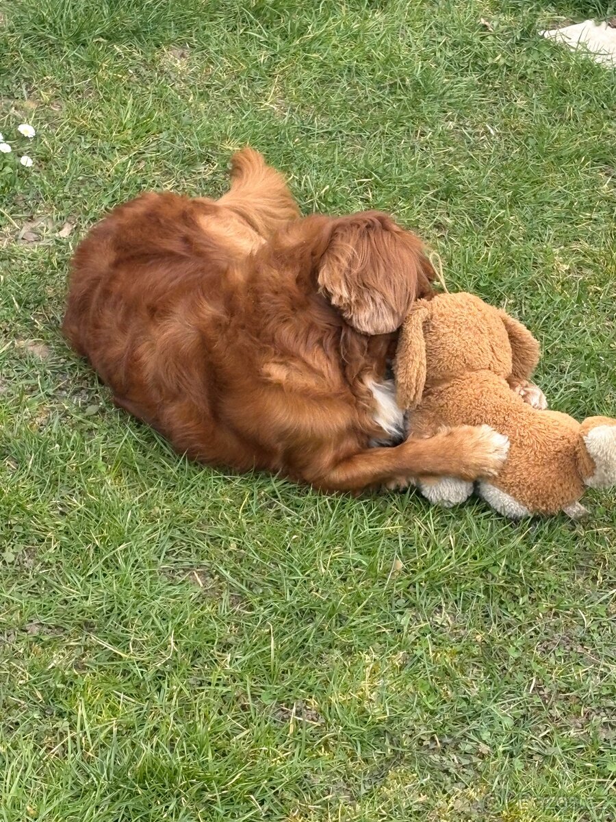 Ahoj, jmenuji se Miky 🐶 - 2