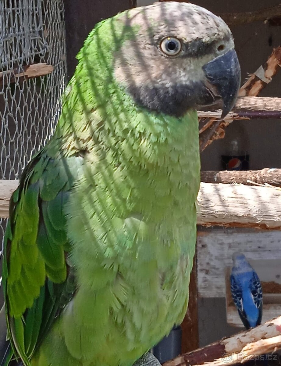 Alexandr vousatý - 2