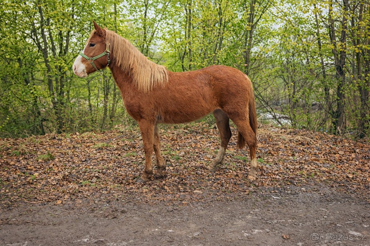 Dvouletá klisna - 2