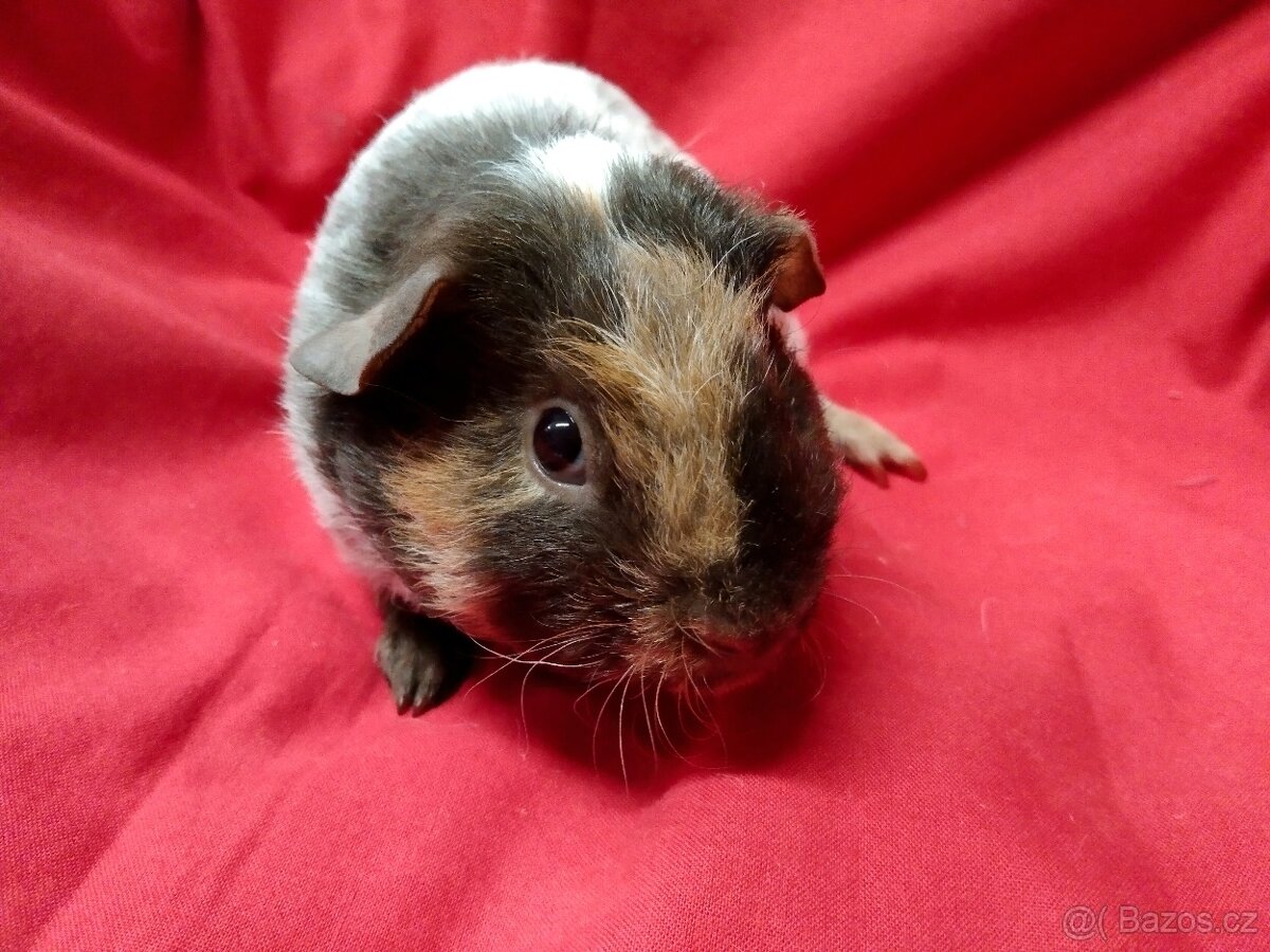 Morče,2 kluci dalmatini - 2