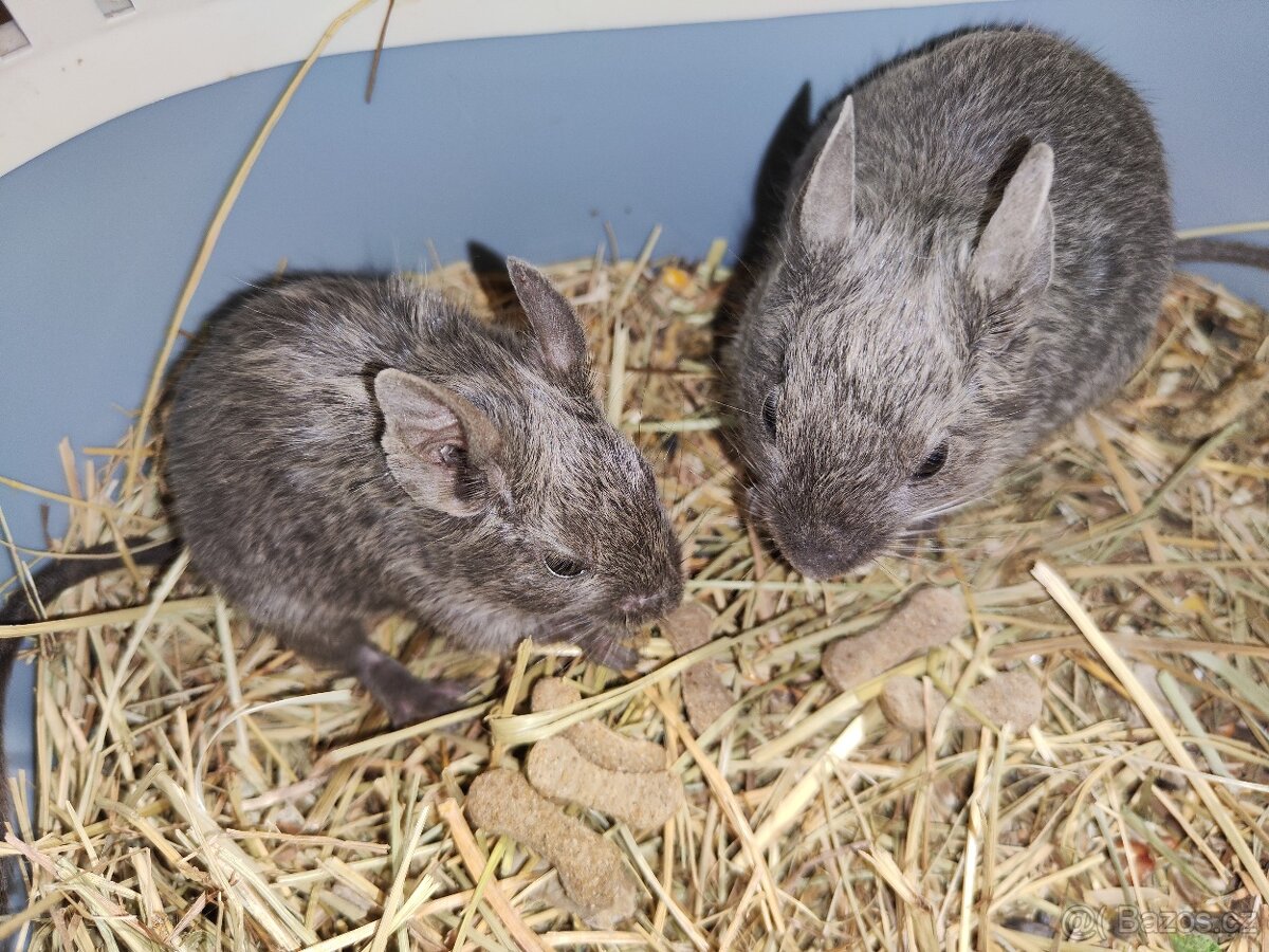 Osmák Degu s VP - 2