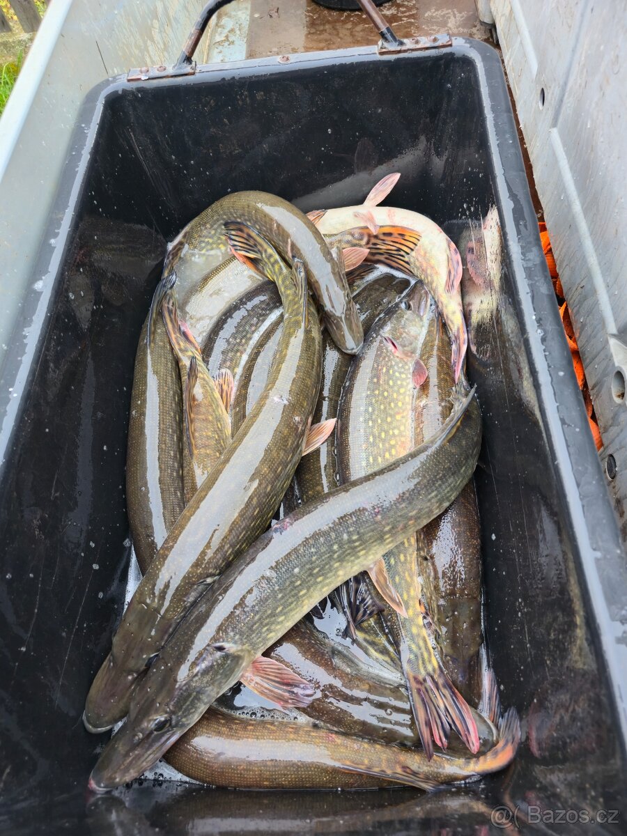Štika, lín, hrouzek, plotice - 2