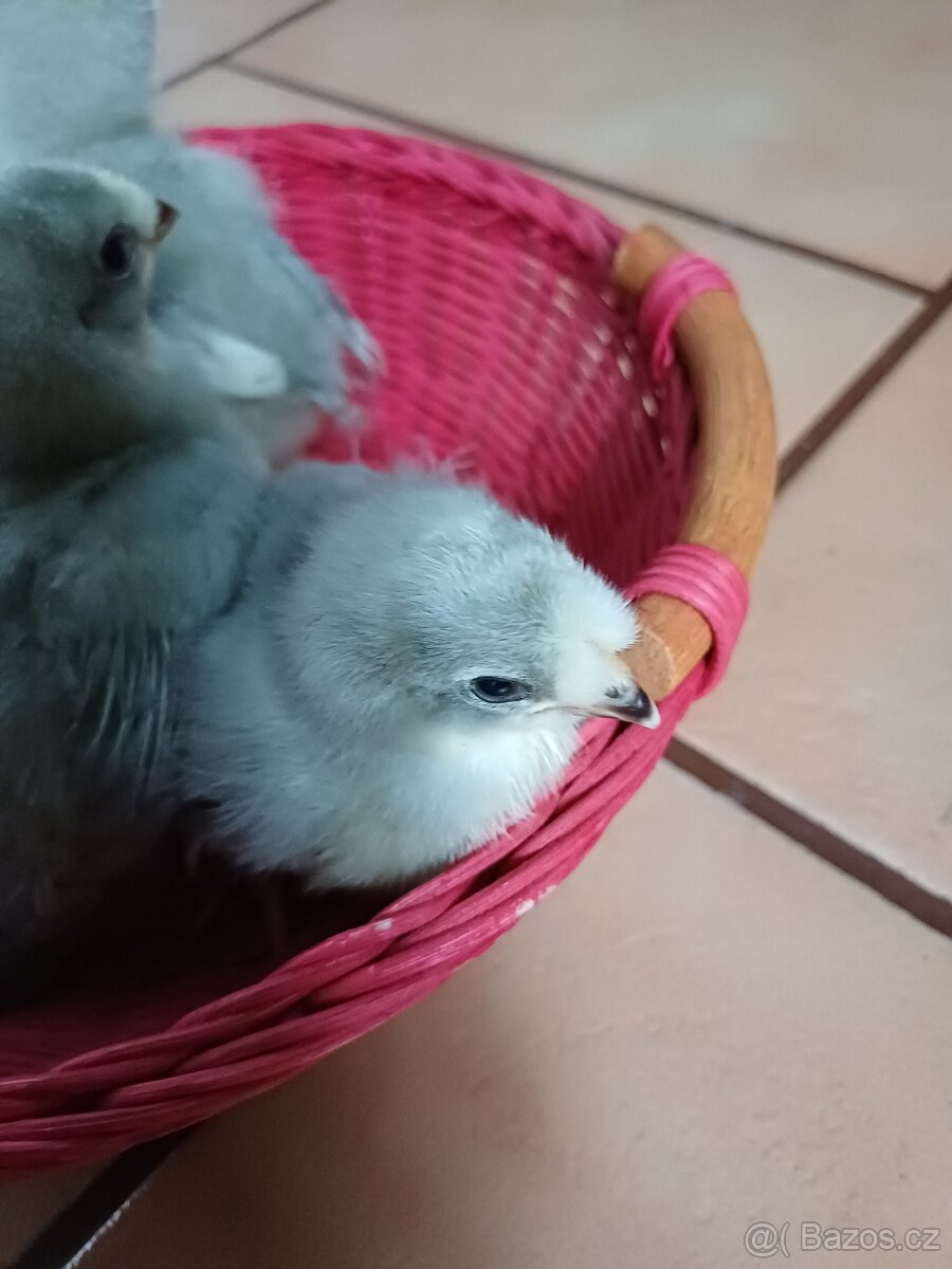 Prodám kuřátka araukany levandulovy - 2