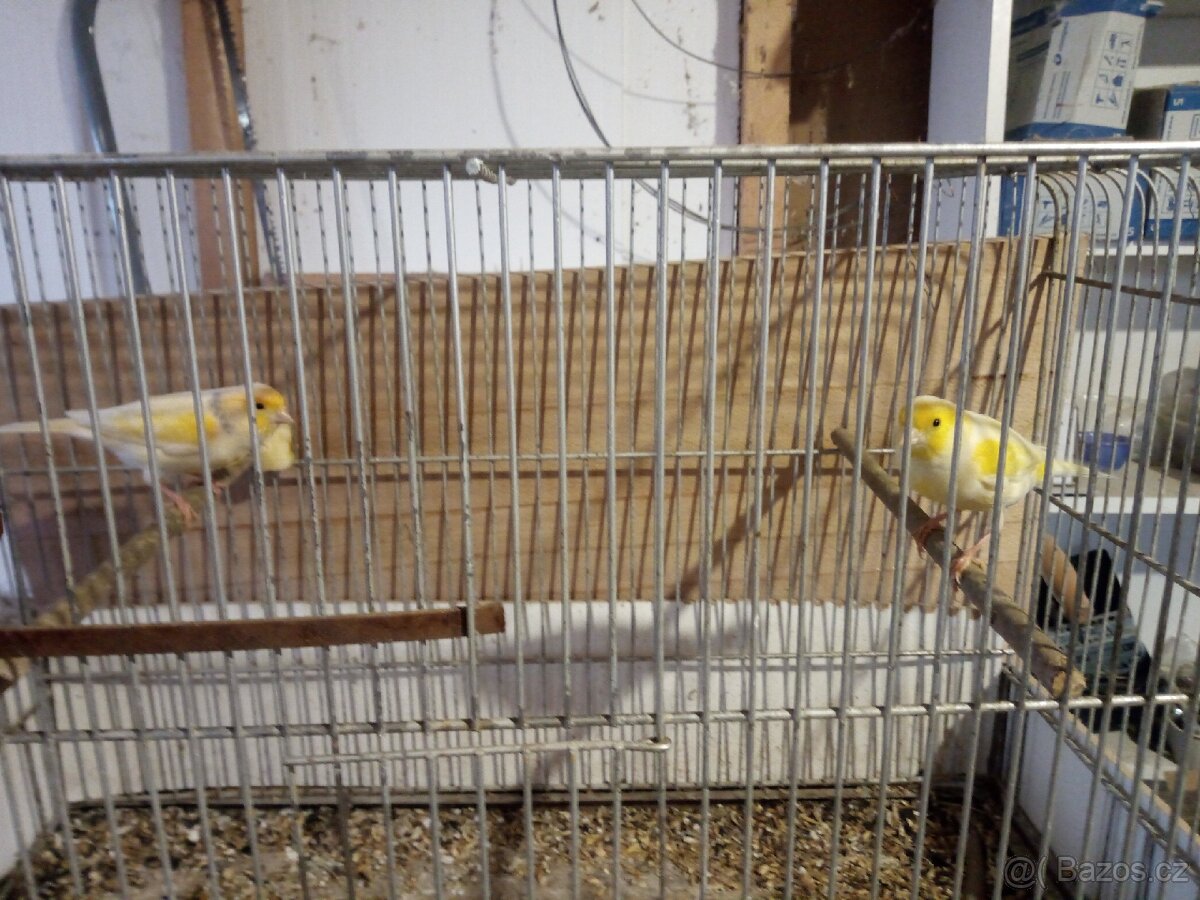 Prodám kanáry. - 2