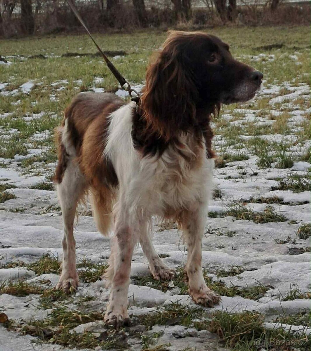 Hledá se nový domov pro TROJU - 2