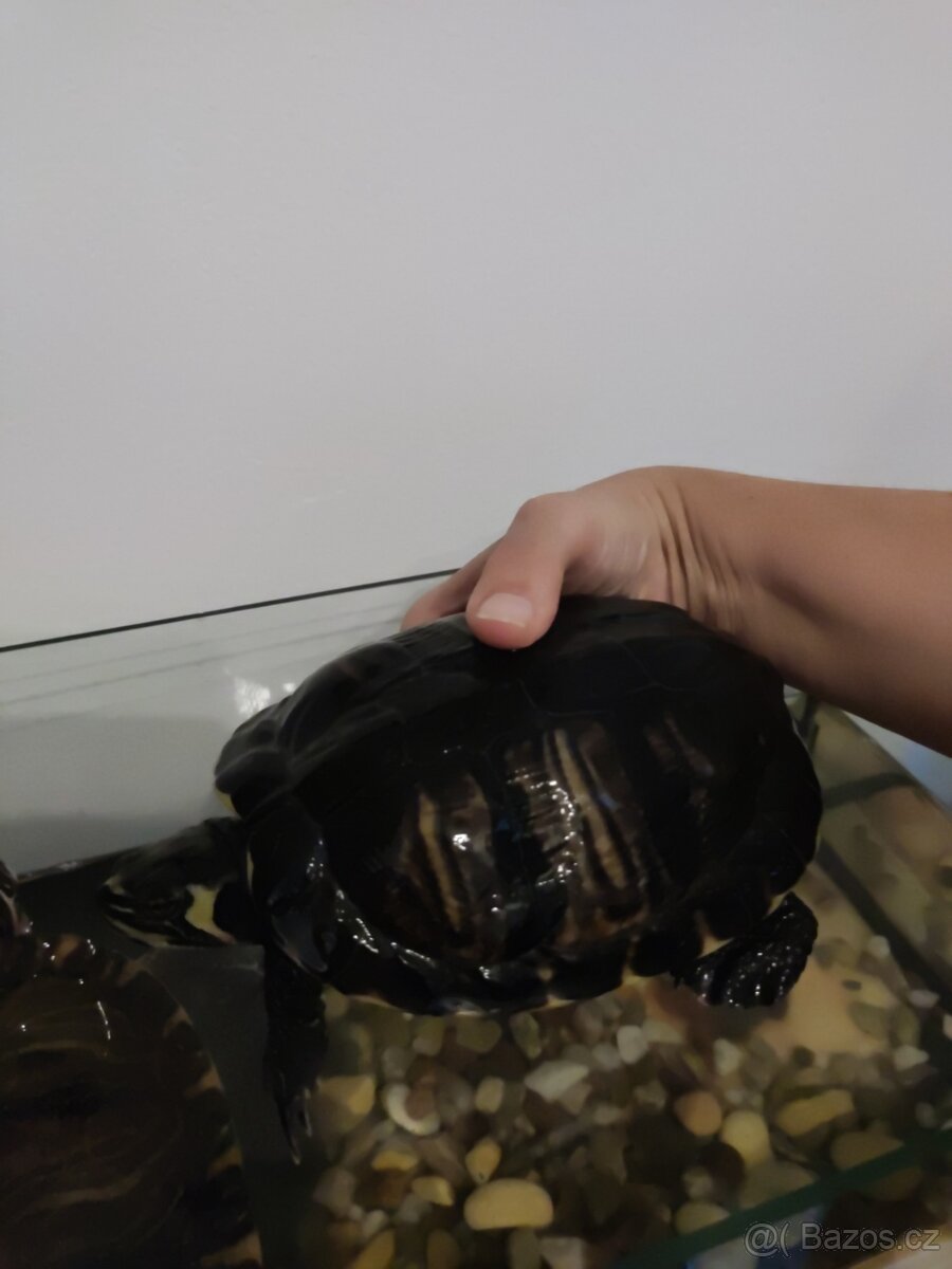 Dvě větší vodní želvy - 2