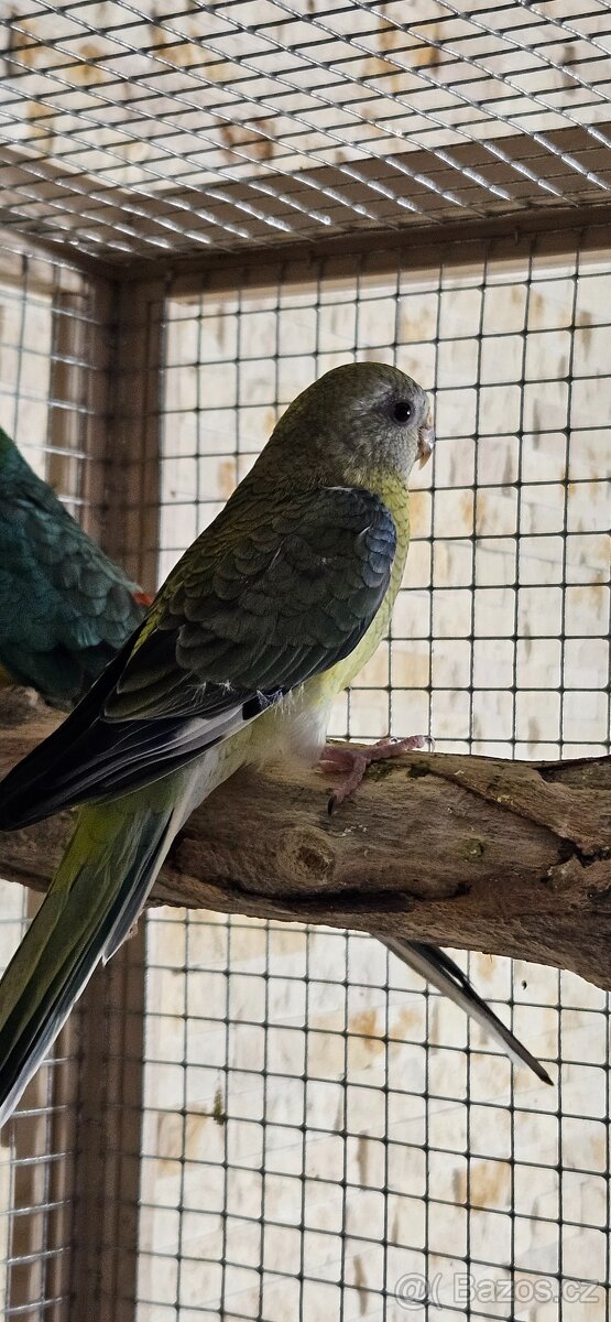 Papoušek zpěvavý - samička - 2
