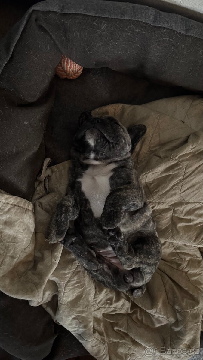 Prodam buldočka - 2