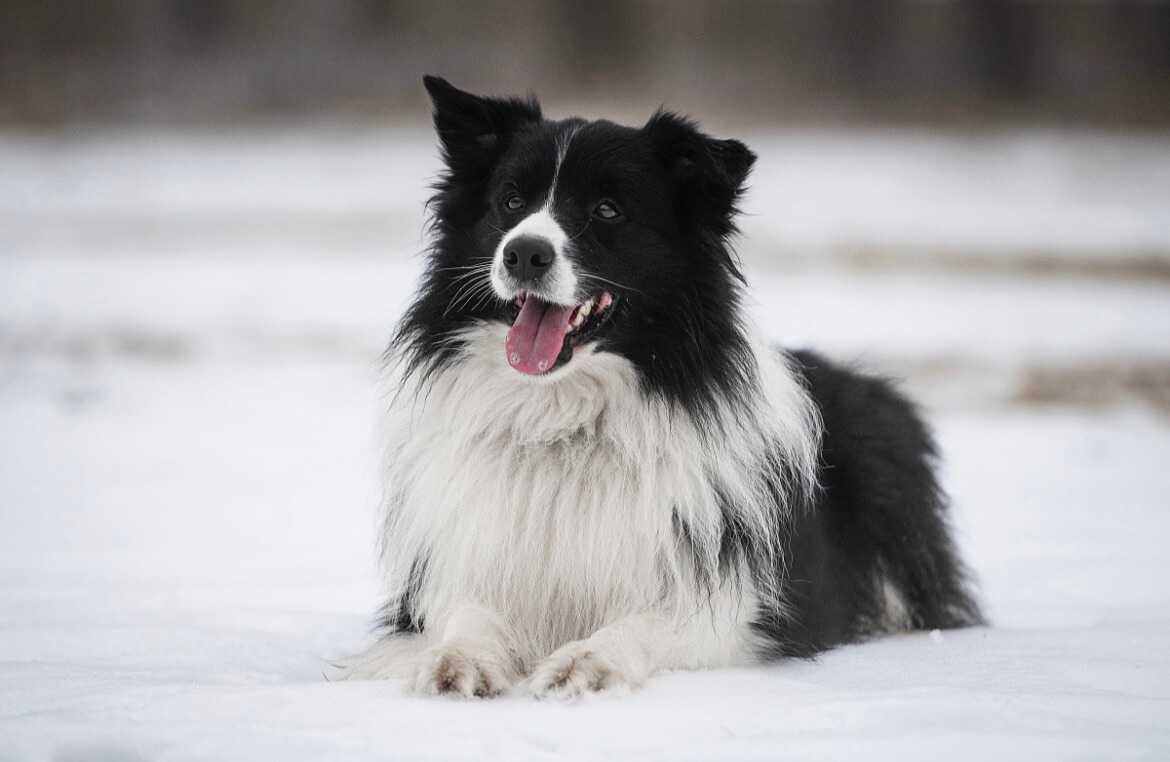 Pes border kolie ke krytí - 2