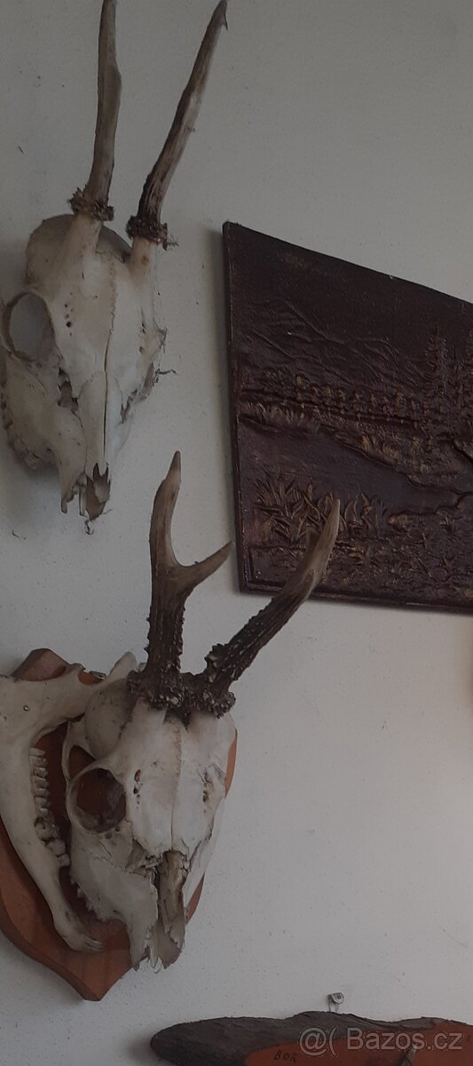 paroží-trofeje - 2