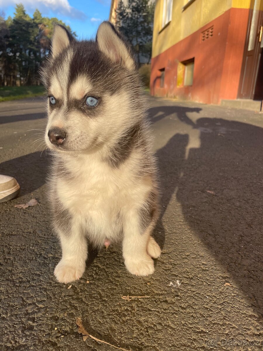 Sibiřský husky - 2