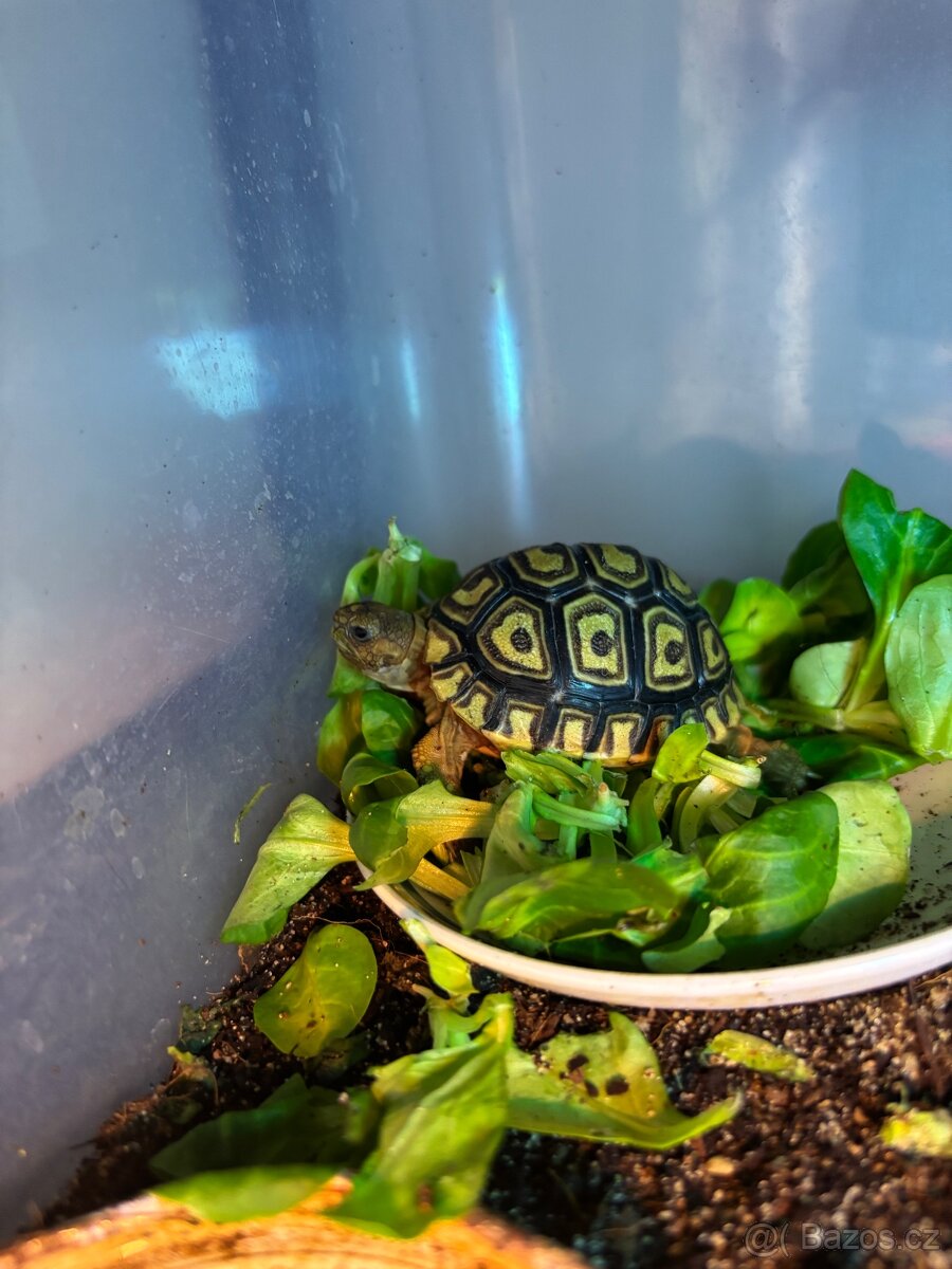 Želva pardálí mláďata - 2