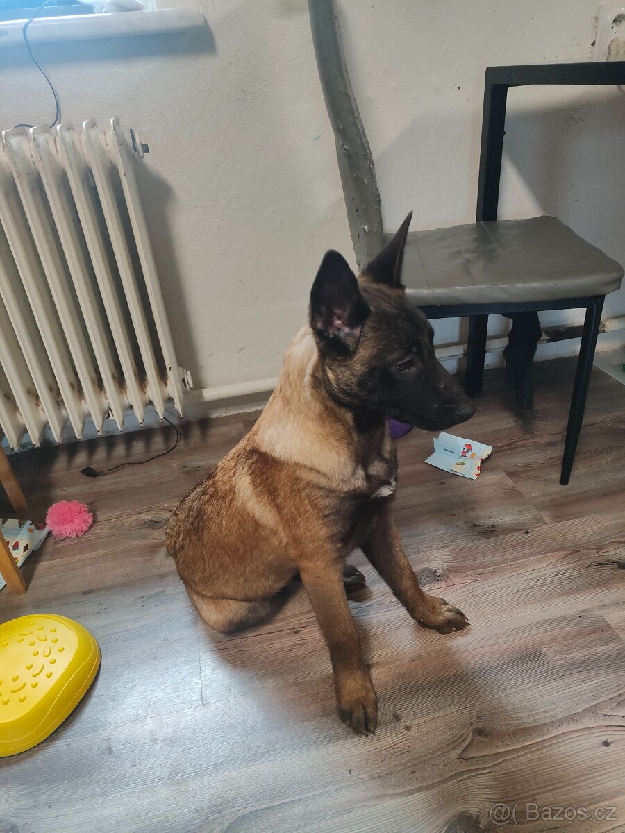 Belgický ovčák Malinois stěně - 2