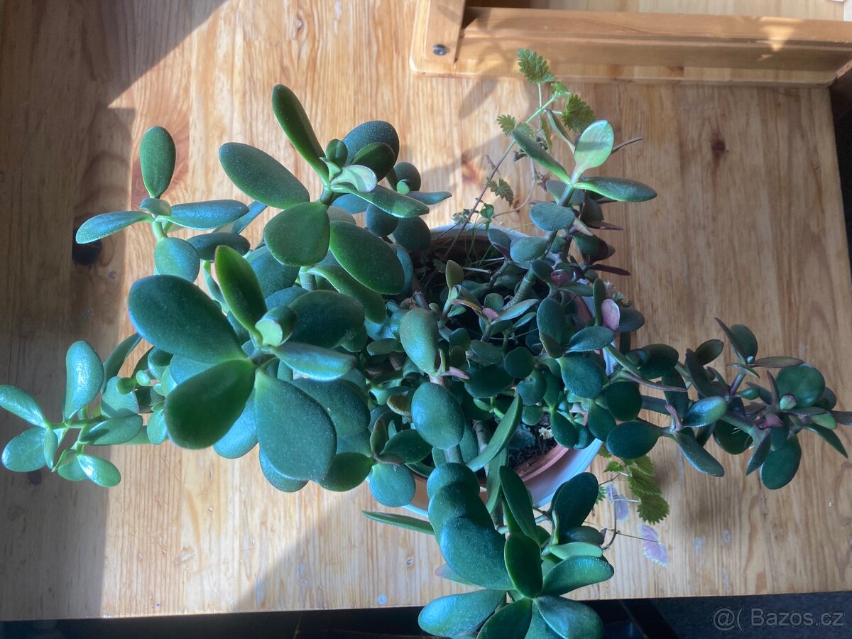 Tlustice vejčitá - 2