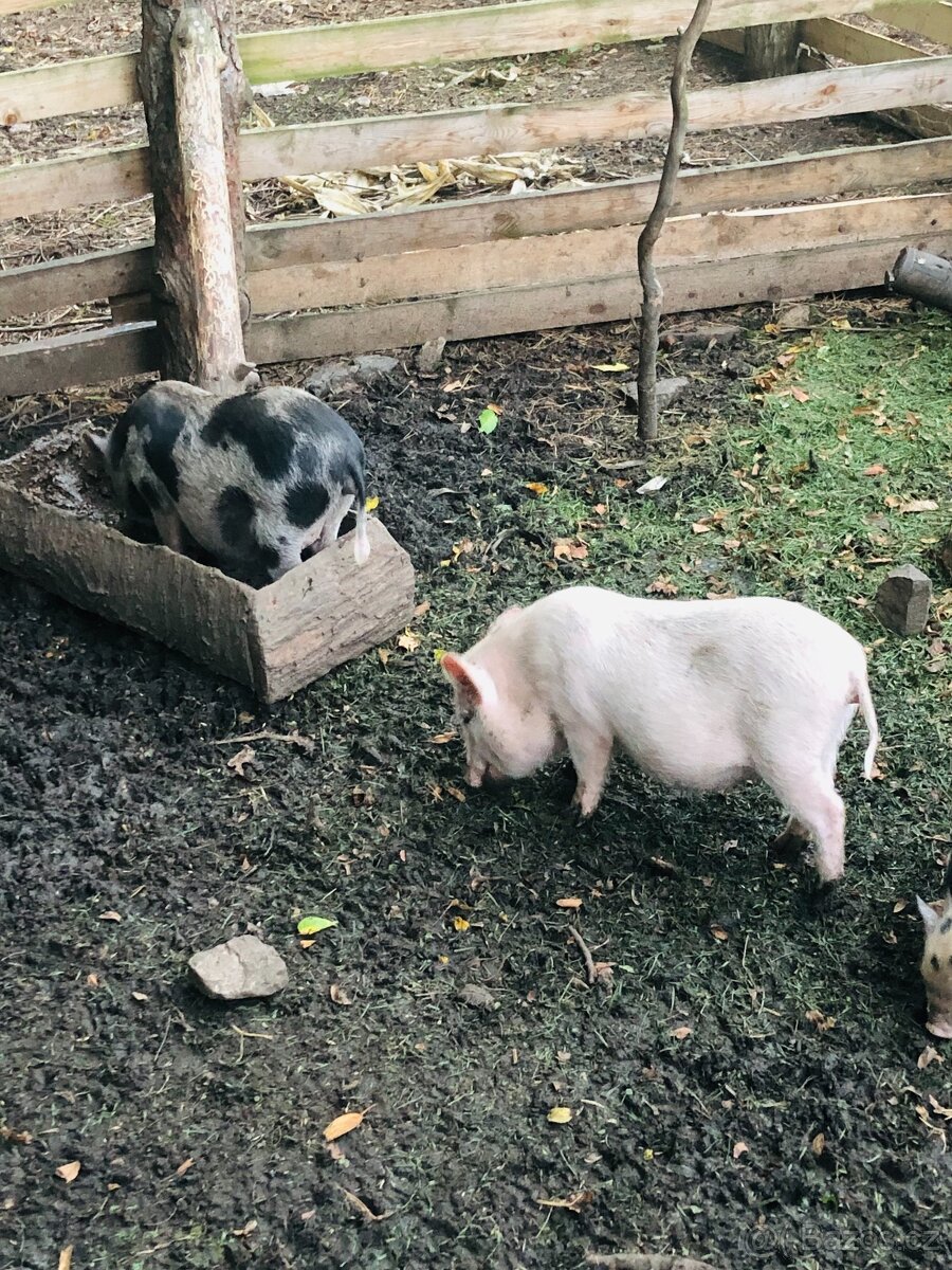 Prodám göttingenská miniprasátka - 2