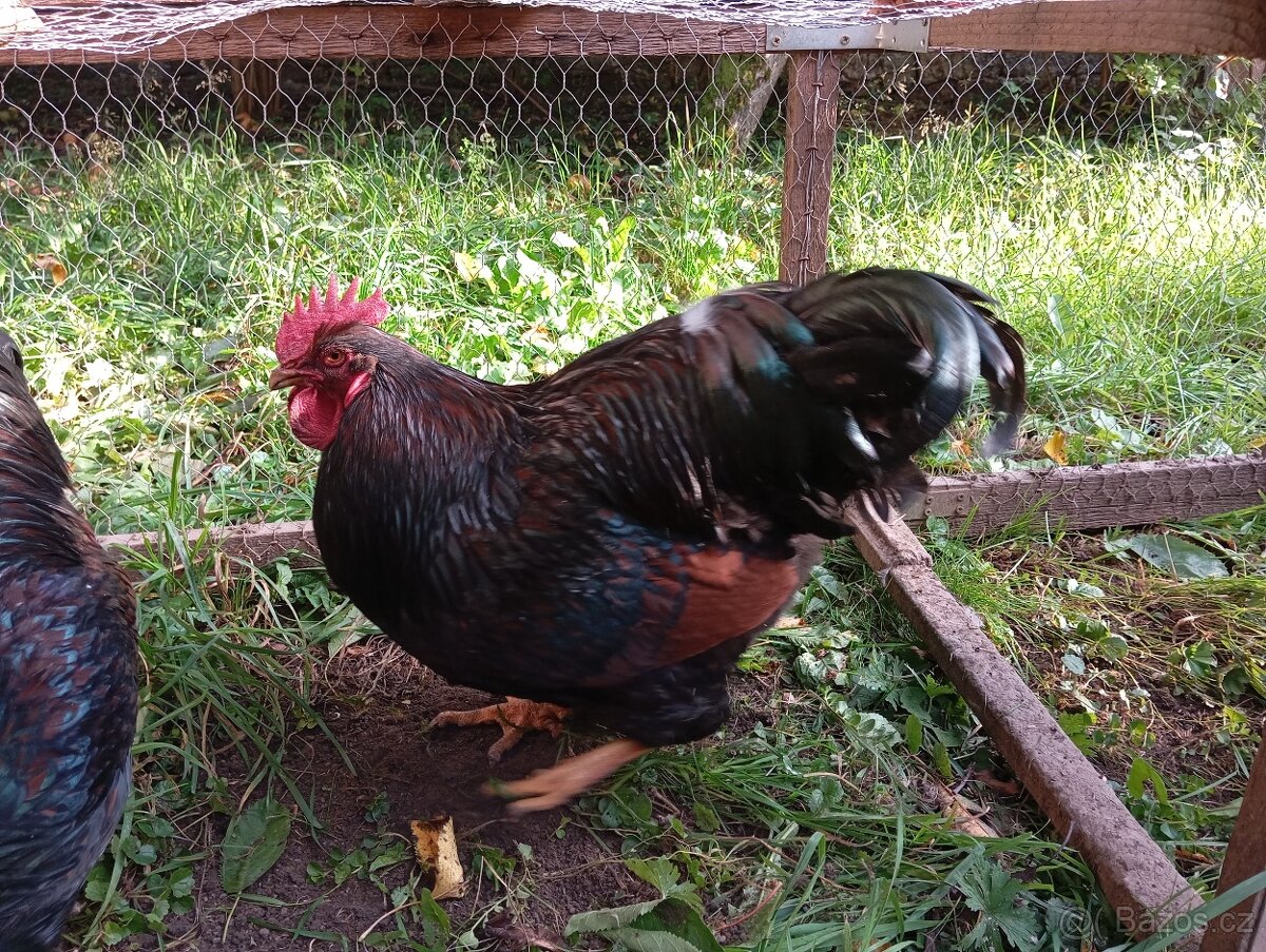 Barneveldka dvojlemová - 2