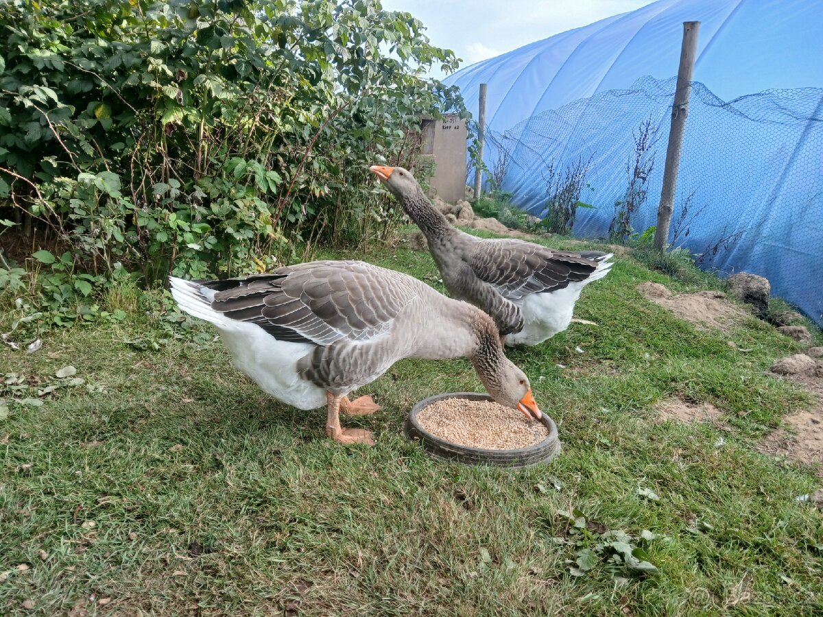 Prodám Houser Landeský - 2