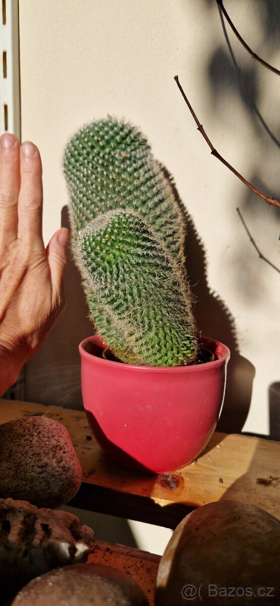 Krasavec kaktus, cca 15 cm - 2