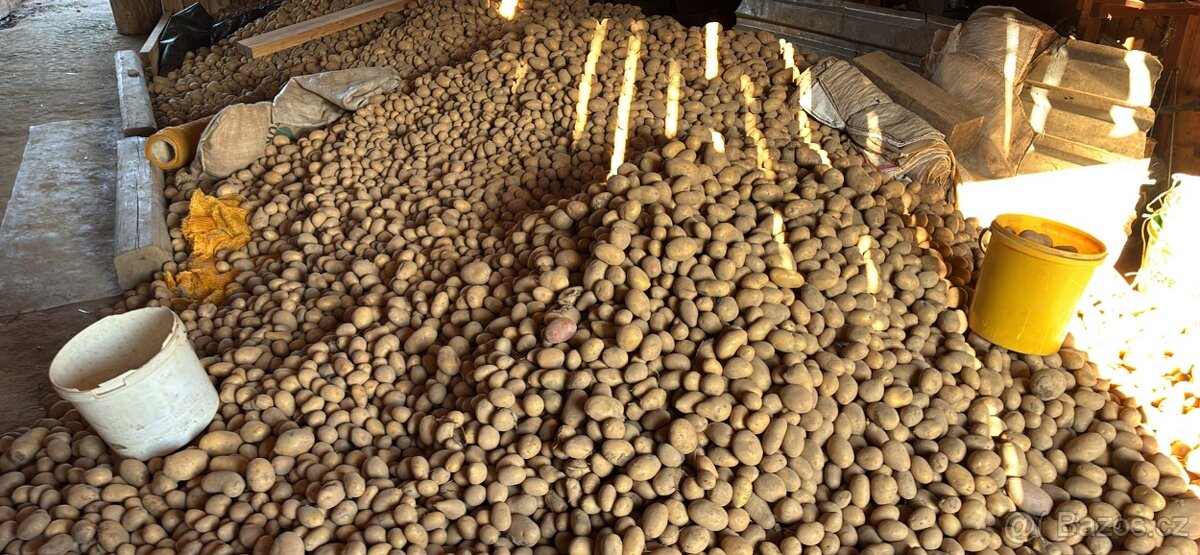 Brambory konzumní - 2