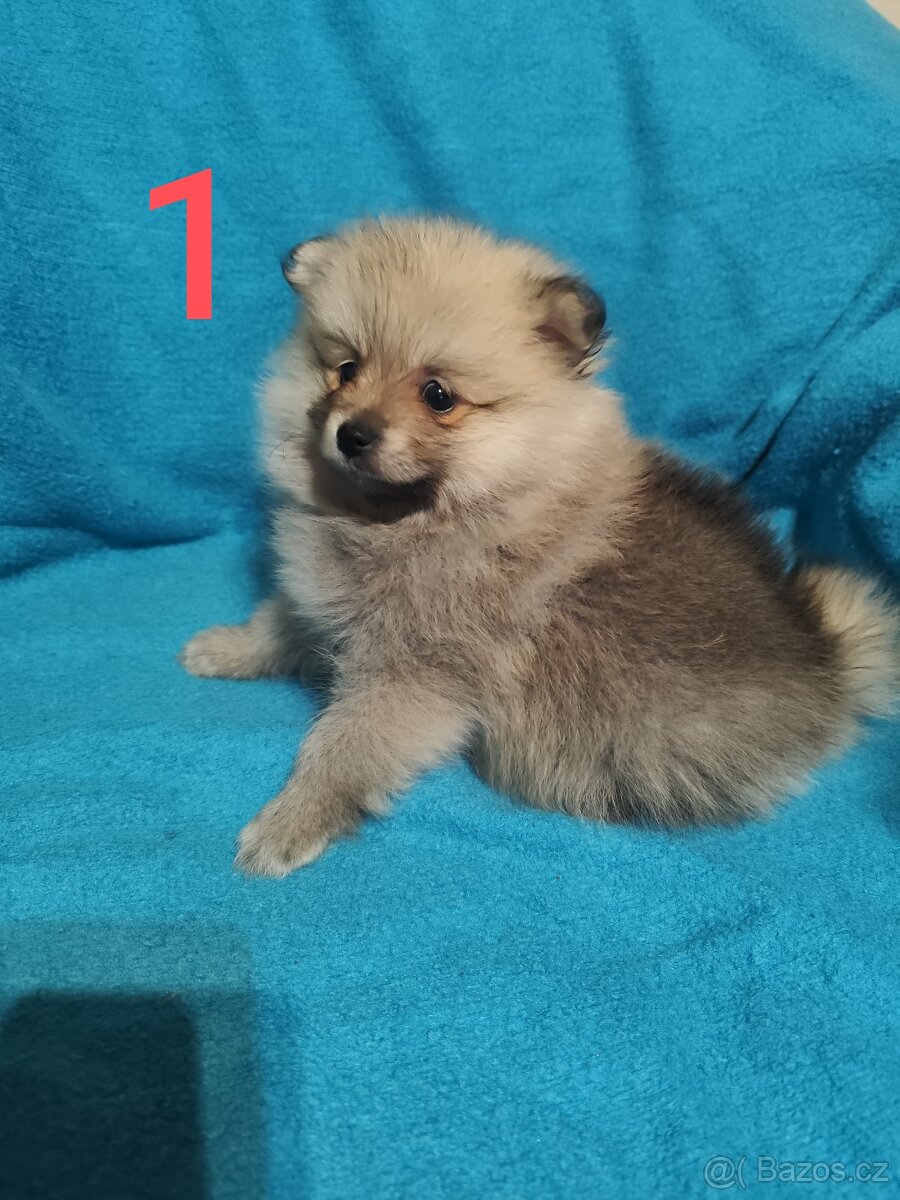 Špic pomeranian štěňátko - 2