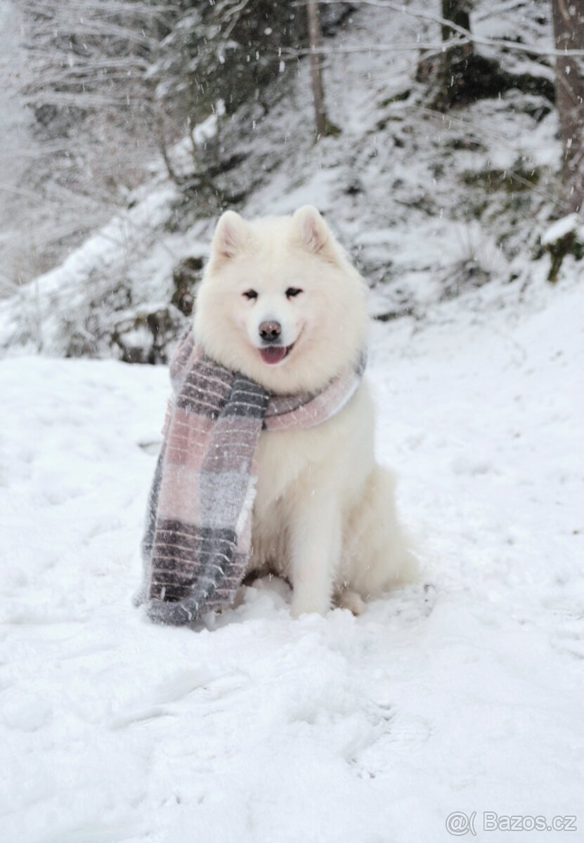 Samojed s PP LA TORRE ROJA - 2