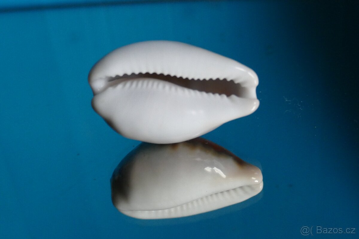 Cypraea spadicea - 2