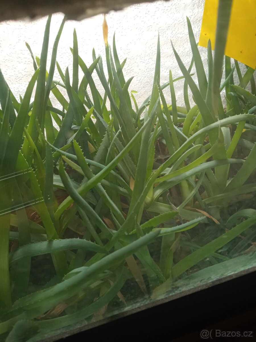 aloe - 2