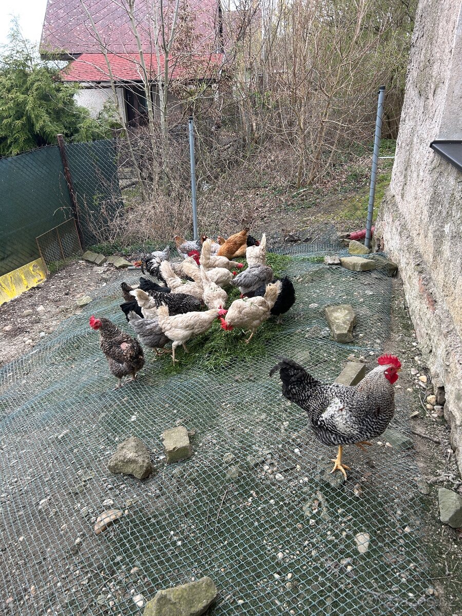 Slepičí NÁSADOVÁ vejce - 2