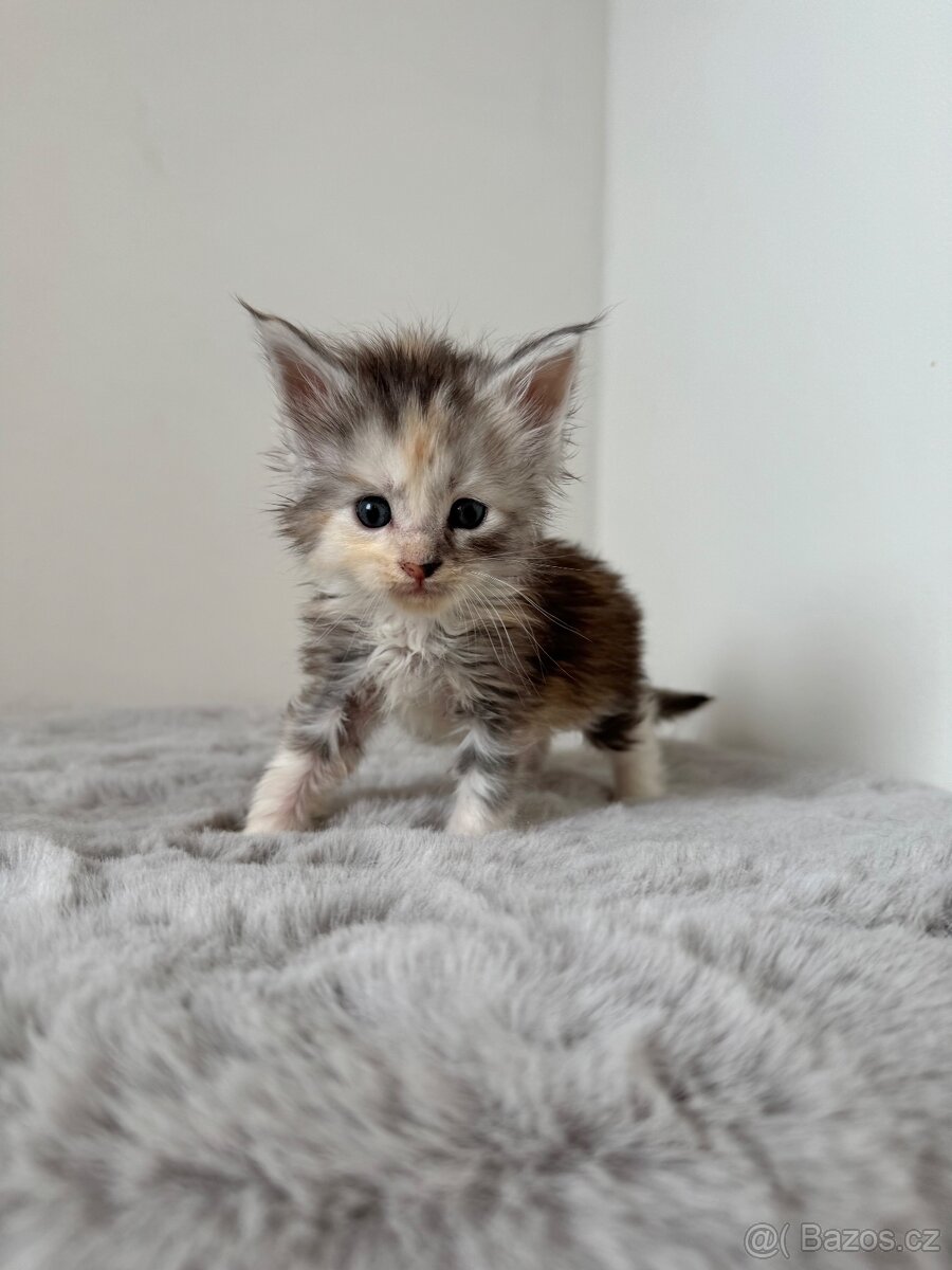 Mainská mývalí koťata s PP - 2