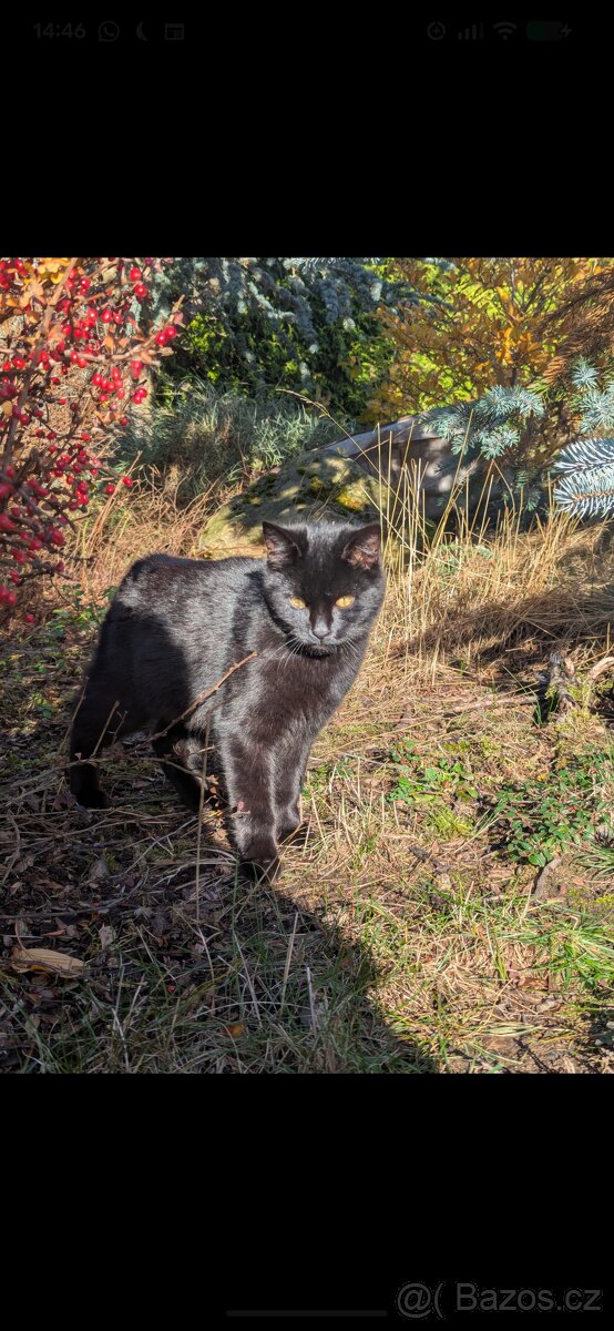 Koťátka k adopci - 7 měsíců - 2