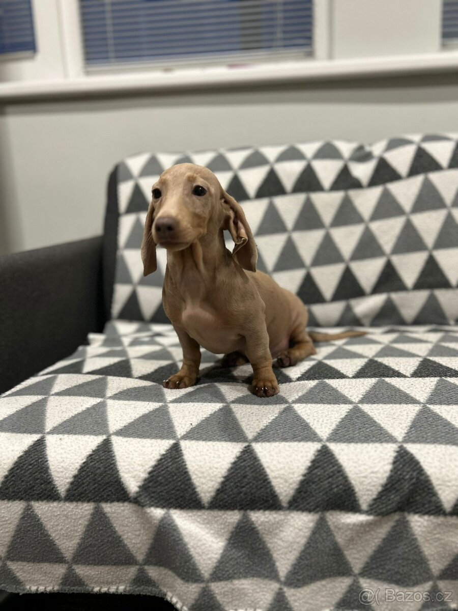 Jezevčík trpasličí - 2