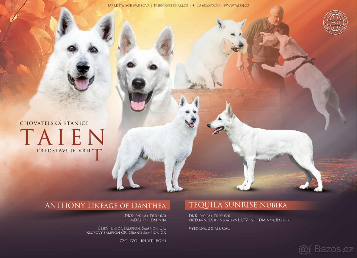 Bílý švýcarský ovčák - štěňátka s PP - 2