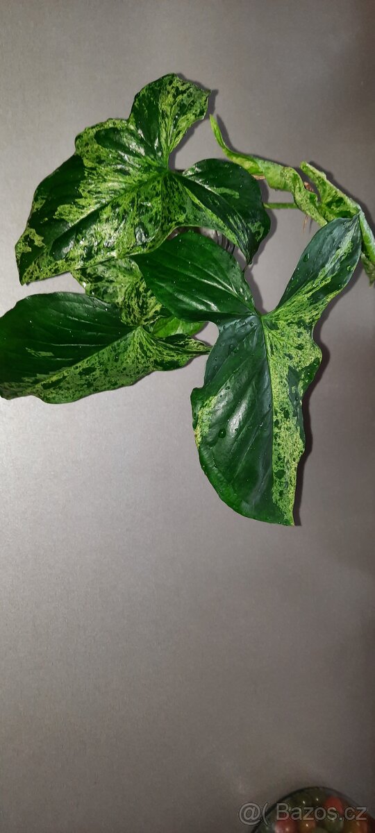 Sada zakořeněných řízků - monstery, philodendrony, synga - 2