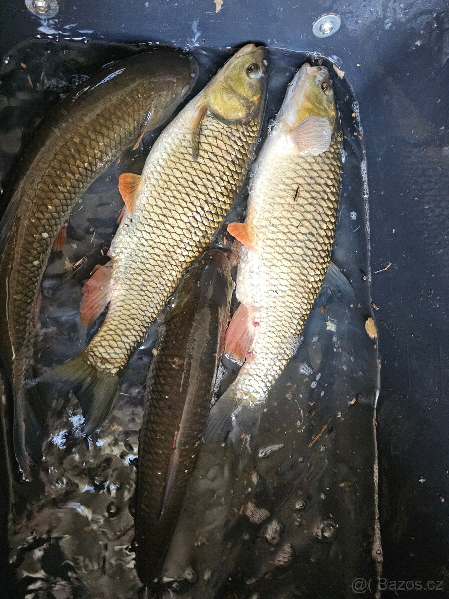 Prodej ryb z jarních lovení - 2