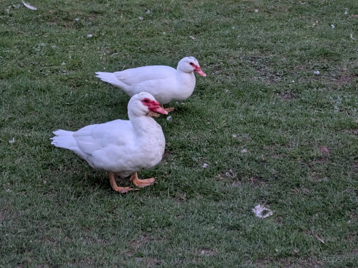 Kachna pižmová - 2