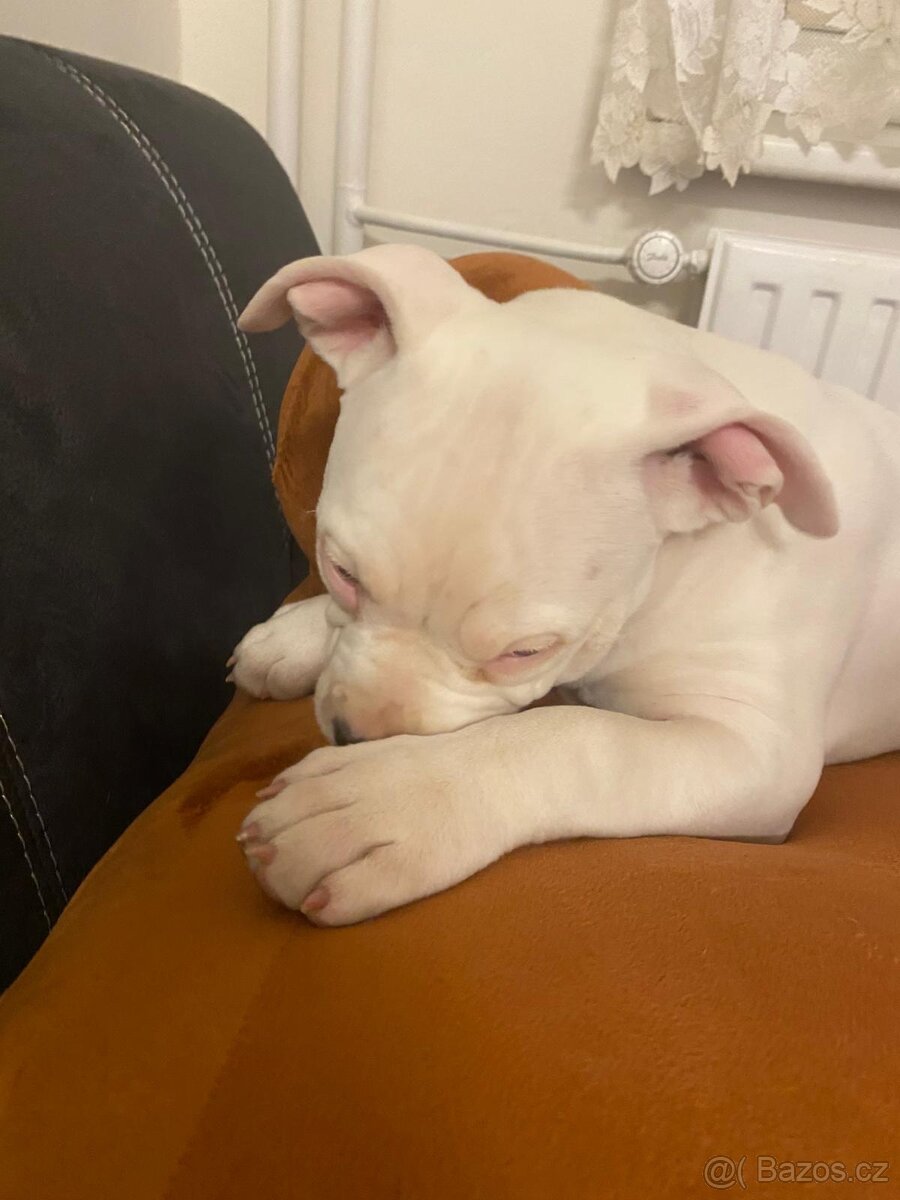 Štěně America Bully - 2