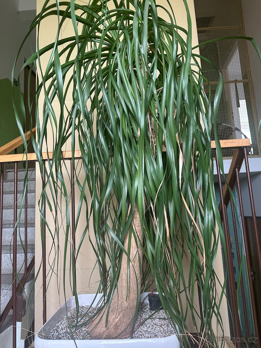 Sloní noha - bokarnea tlustokmenná - 2