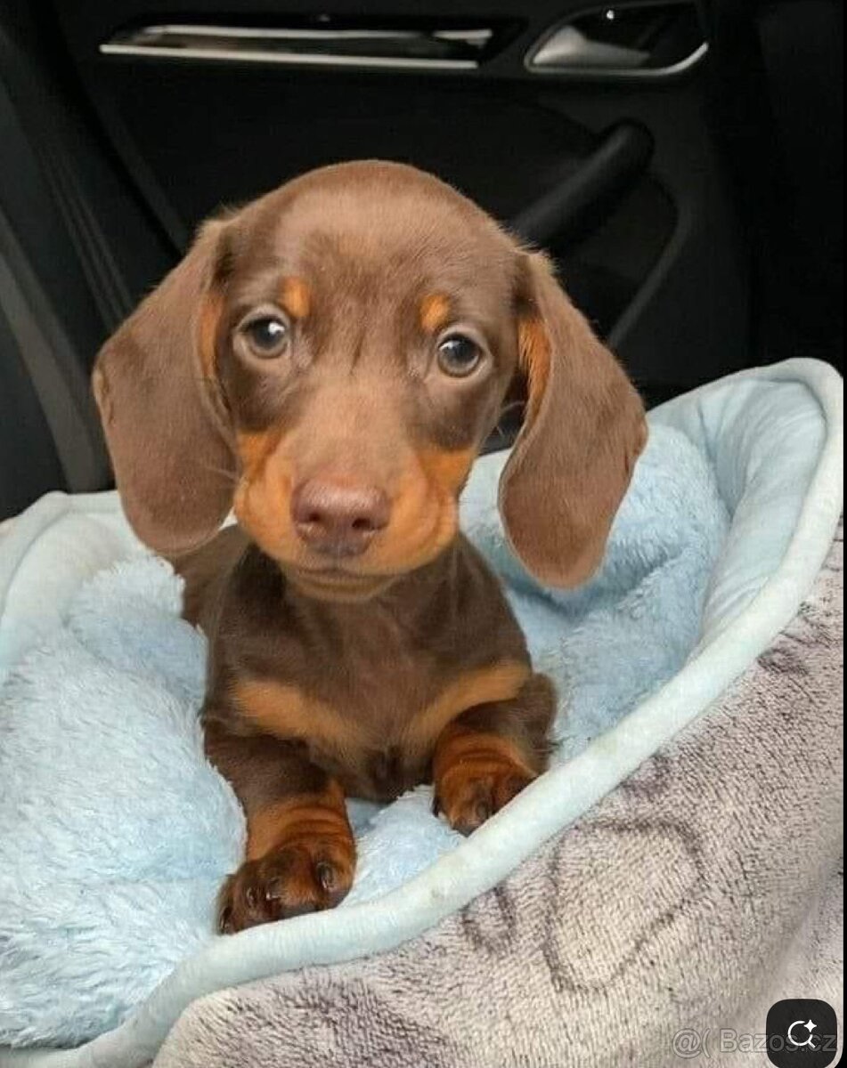 Jezevčík trpasličí - 2