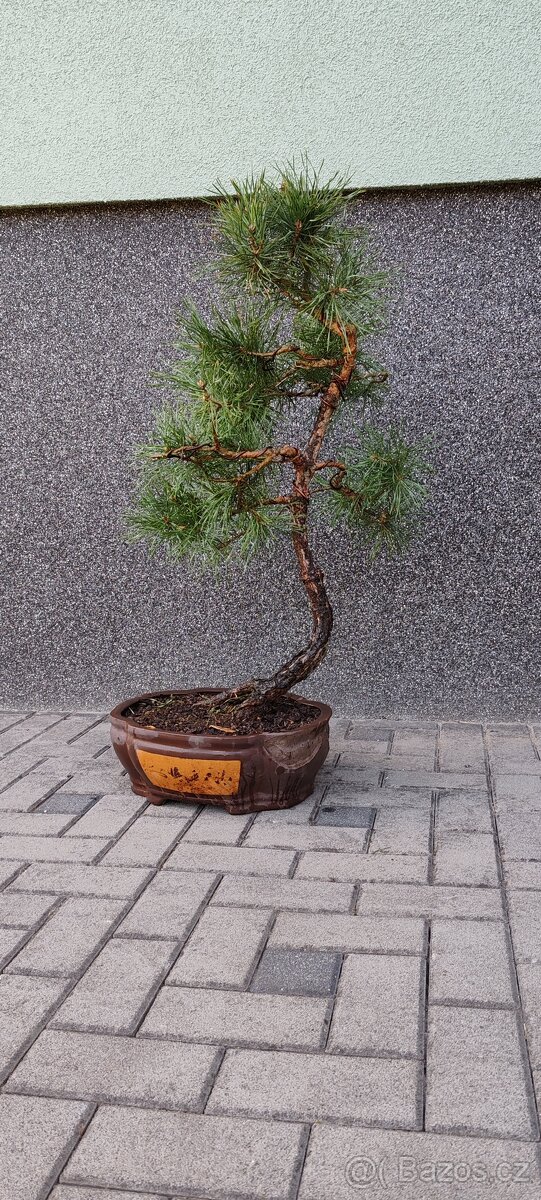 Bonsai, bonsaj, borovice v misce - 2