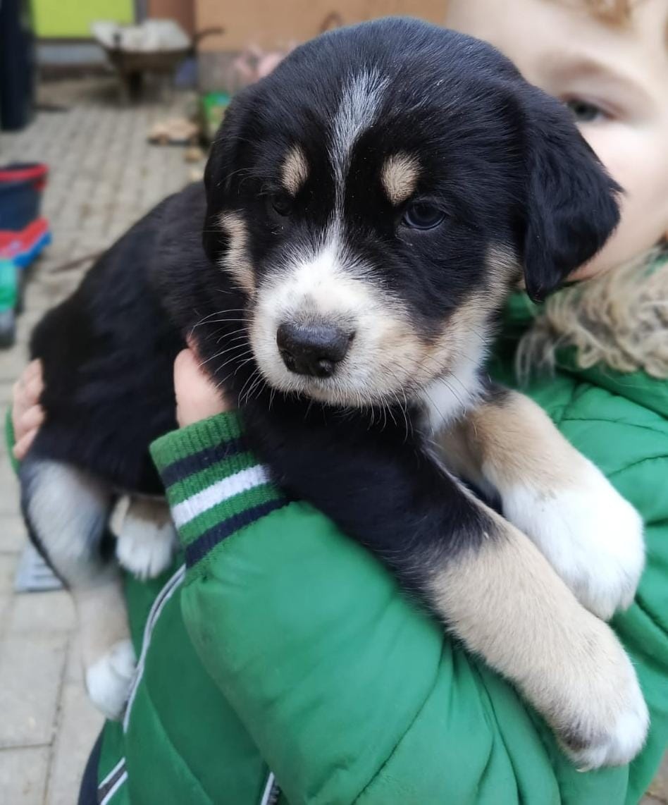 Kříženec husky - 2