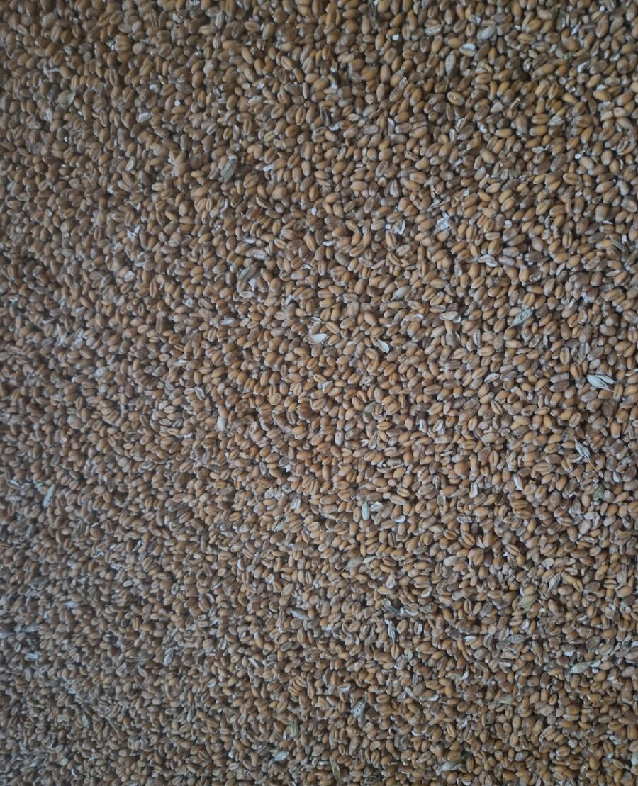 pšenice, ječmen,oves - 2