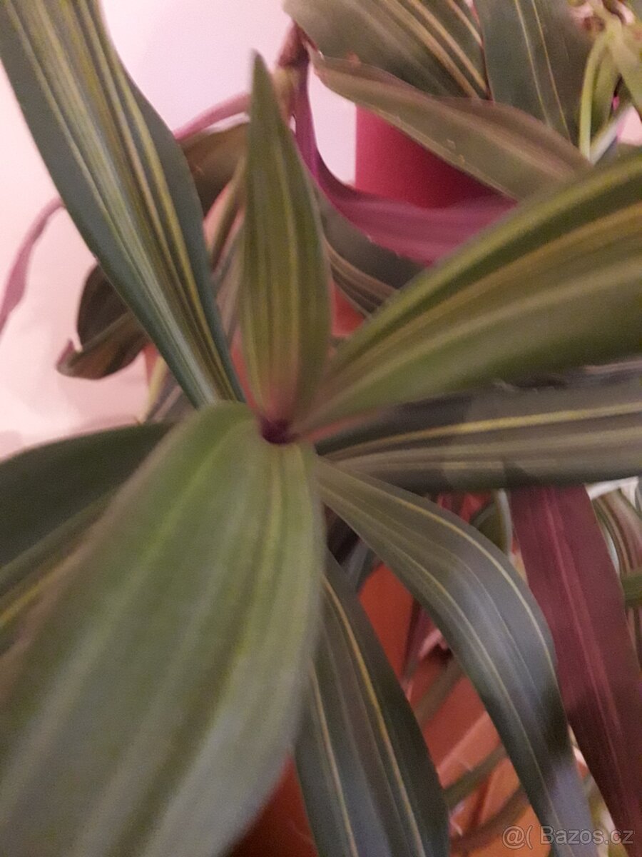 Pokojova květina - 2