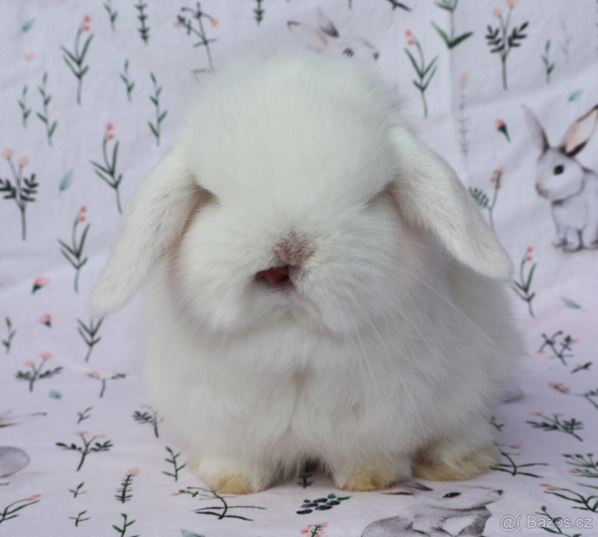 Maličký NHD modrooký beránek sameček s VP . - 2