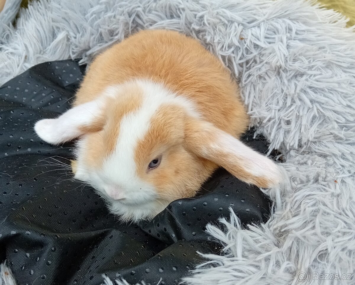 Zakrslý beránek F1 - 2