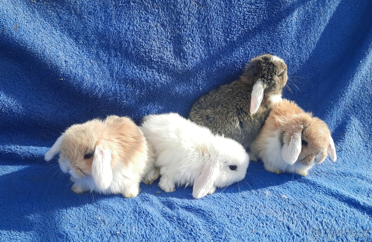 Zakrslý beránek - 2