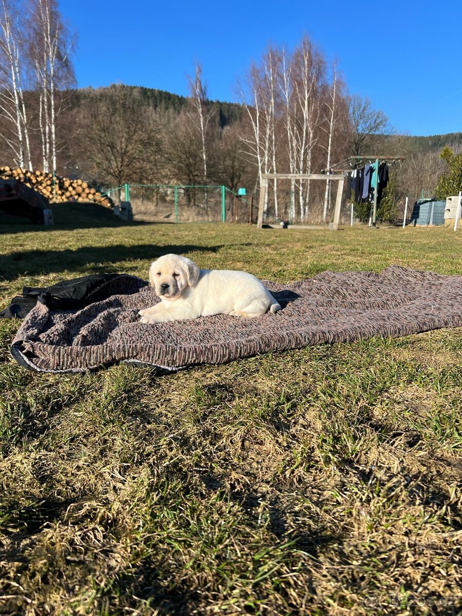 TOP LABRADORSKÝ RETRIEVER - ŠTĚNĚ S PP - 2