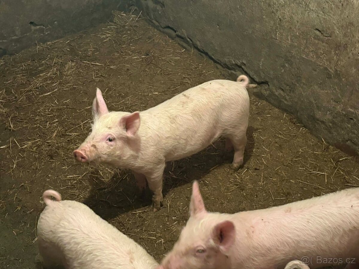 Selata kříženci - 2