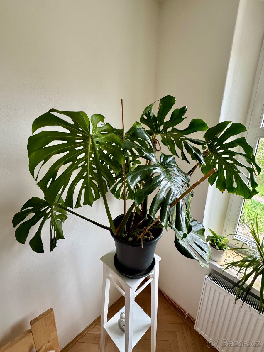 Monstera deliciosa - 2