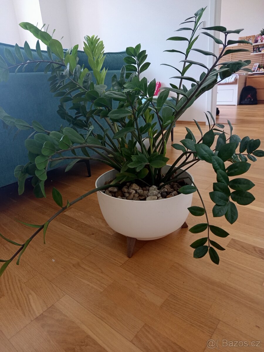 Zamiokulkas/zamioculcas - 2