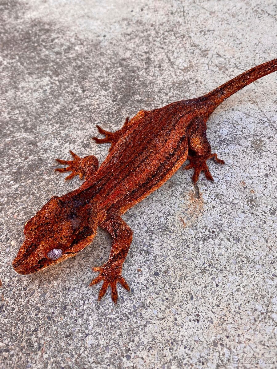 R. Auriculatus Red - 2